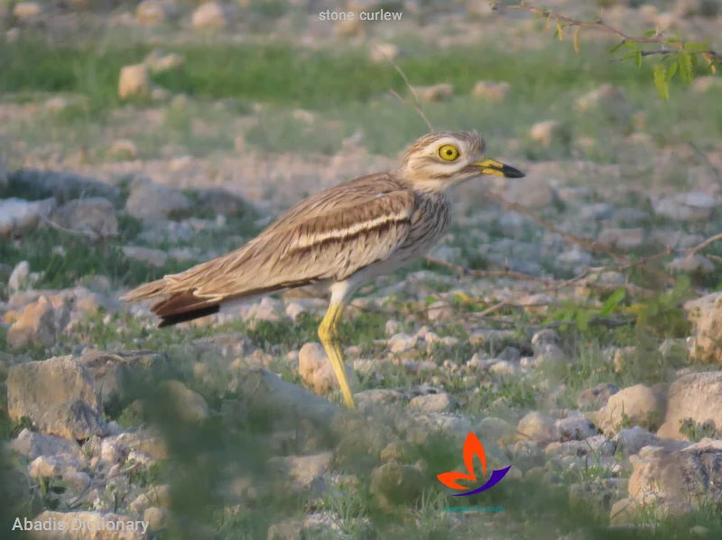 stone curlew
